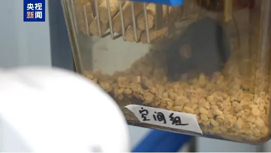 小鼠波波与小鼠提比_太空小老鼠_