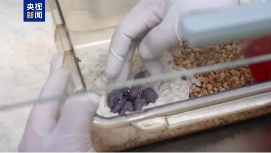 _小鼠波波与小鼠提比_太空小老鼠