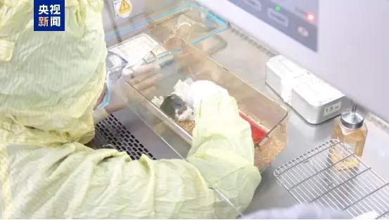 小鼠波波与小鼠提比__太空小老鼠