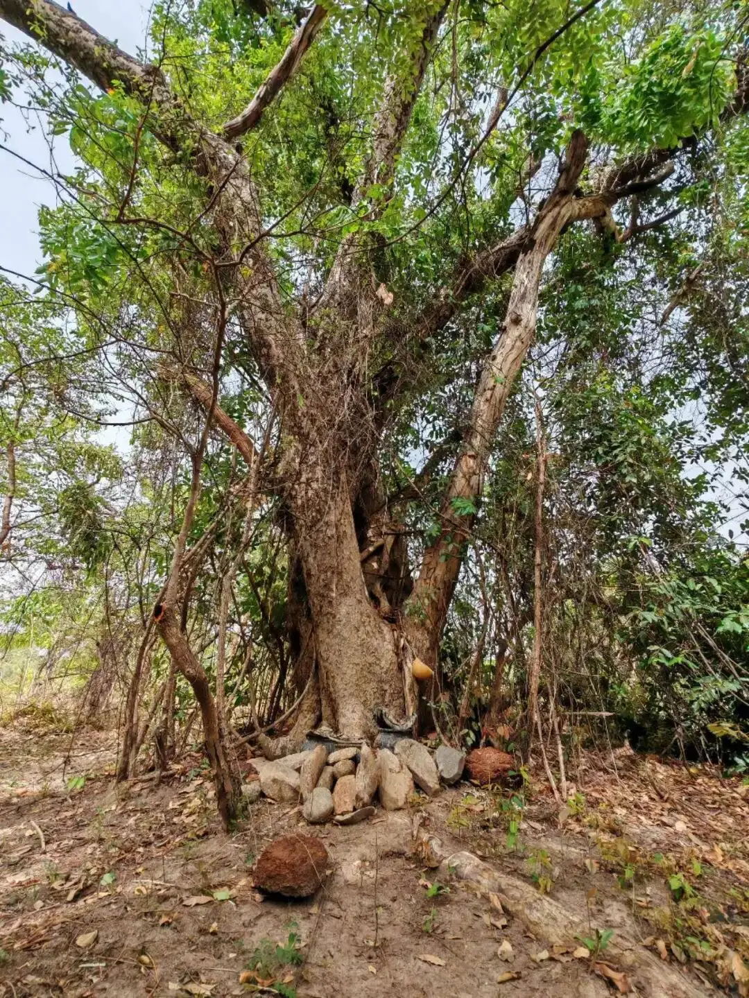 汪what_汪湖风景区介绍_