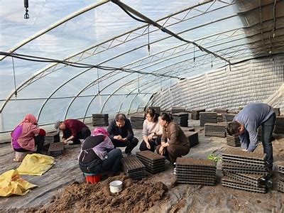 "在线观看：国内纪录片揭秘黄色蔬菜种植过程研究"